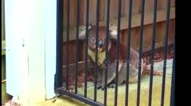 Stealthy koala escapes escapes enclosed garden