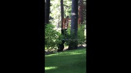 Tahoe bear climbs a tree