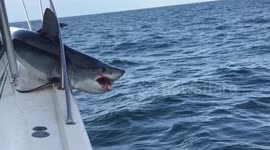 Huge shark jumps on fishing boat and gets stuck