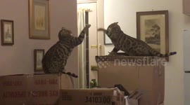 Bengal cats have air fight