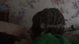 Bengal cat wakes up owner for breakfast