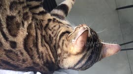Chatty Bengal Cat Talks As She Falls Asleep