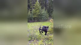 'Angry' black bear charges tourists car in Canada