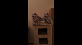 Cats with synchronised head movements