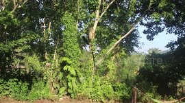 Giant Spider Eating Stick Insect in Borneo
