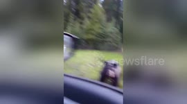 Wild black bear charges tourist