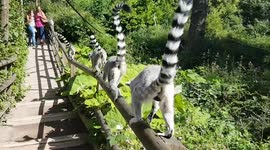 Ring-tailed lemurs follow UK zoo visitors across bridge