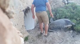 Man rescues sea turtle in Mexico