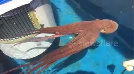 Octopus shoots woman with jet of water