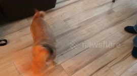 Pup Gone Wild! Crazy dog with toy