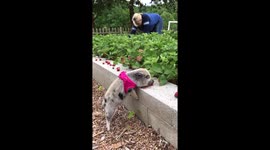 Mini pig picks strawberries in Tennessee, USA