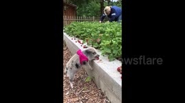 Adorable mini-pig