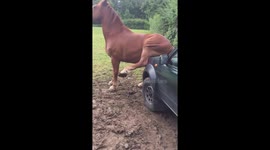 Horse scratches backside on man's car