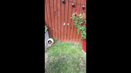 Butterfly Tag