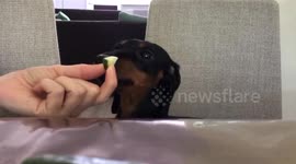 Dachshund loves eating cucumber