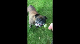 French bulldog trying to get an acorn