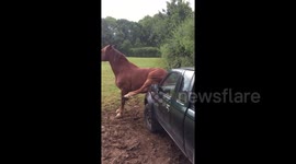 Horse scratches backside on man's car