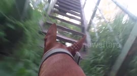 Take a ride on a dog's back on a beautiful summer's evening