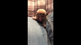 Baby pug