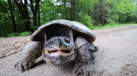 Tortoise snaps at camera