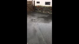 Cornish summer