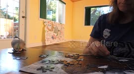 Cockatiel helps owner with puzzle