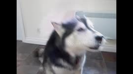 Mum Mum in Malamute