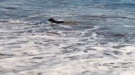Dog swims out into the ocean to retrieve owner's flipflop