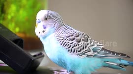 Budgie eating Watermelon and taking a bath in it