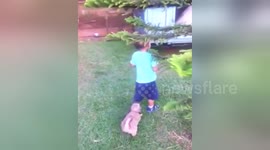 Newsflare Edit - Puppy pulling on child's pants