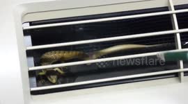 Man accidentally cuts off lizard's tail
