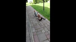 Pet cat and dog have ferocious UFC style fight