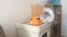 Cat playing with his toy like a maniac