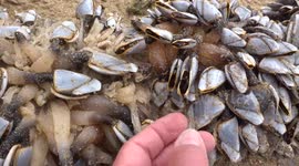 Beach-goer discovers weird shellfish in Newquay
