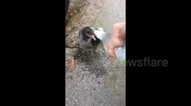 Help Bird on high temp