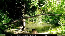 bears visit pond 21July2017