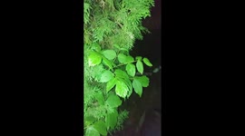 Night spider
