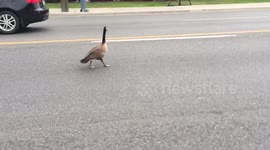 Chasing Goose out ofToronto rush hour traffic