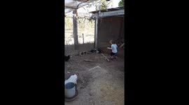 Toddler trying to catch chickens