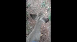 Deer learns to walk again