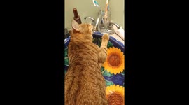 Thirsty kitty