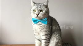 Dapper cats show off bow tie collection