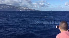dolphins jump in front of us