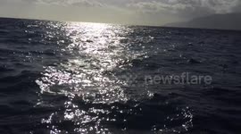 dolphins jump in front of us