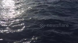 dolphins jump in front of us
