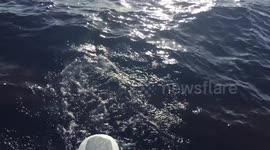 dolphins jump in front of us
