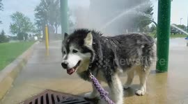 Pinga My Alaskan Malamute Cooling Down