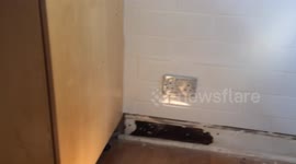 Dog trapped under kitchen cupboards following ball