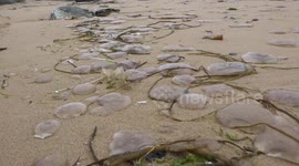 Watergate Bay covered in washed up jellyfish