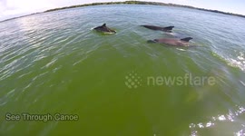 Dolphins follow canoeist in Florida